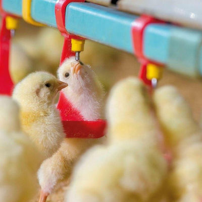 330 मिमी व्यास चिकन फीडर और ड्रिंकर्स हॉट गवनाइज्ड हॉपर